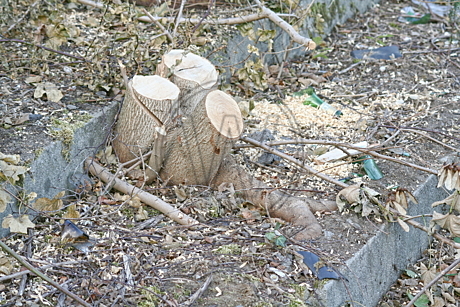 Stadion Donnerschwee